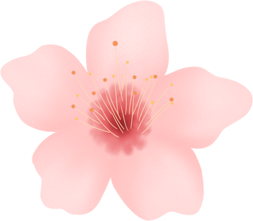 Cherry blossom flower
